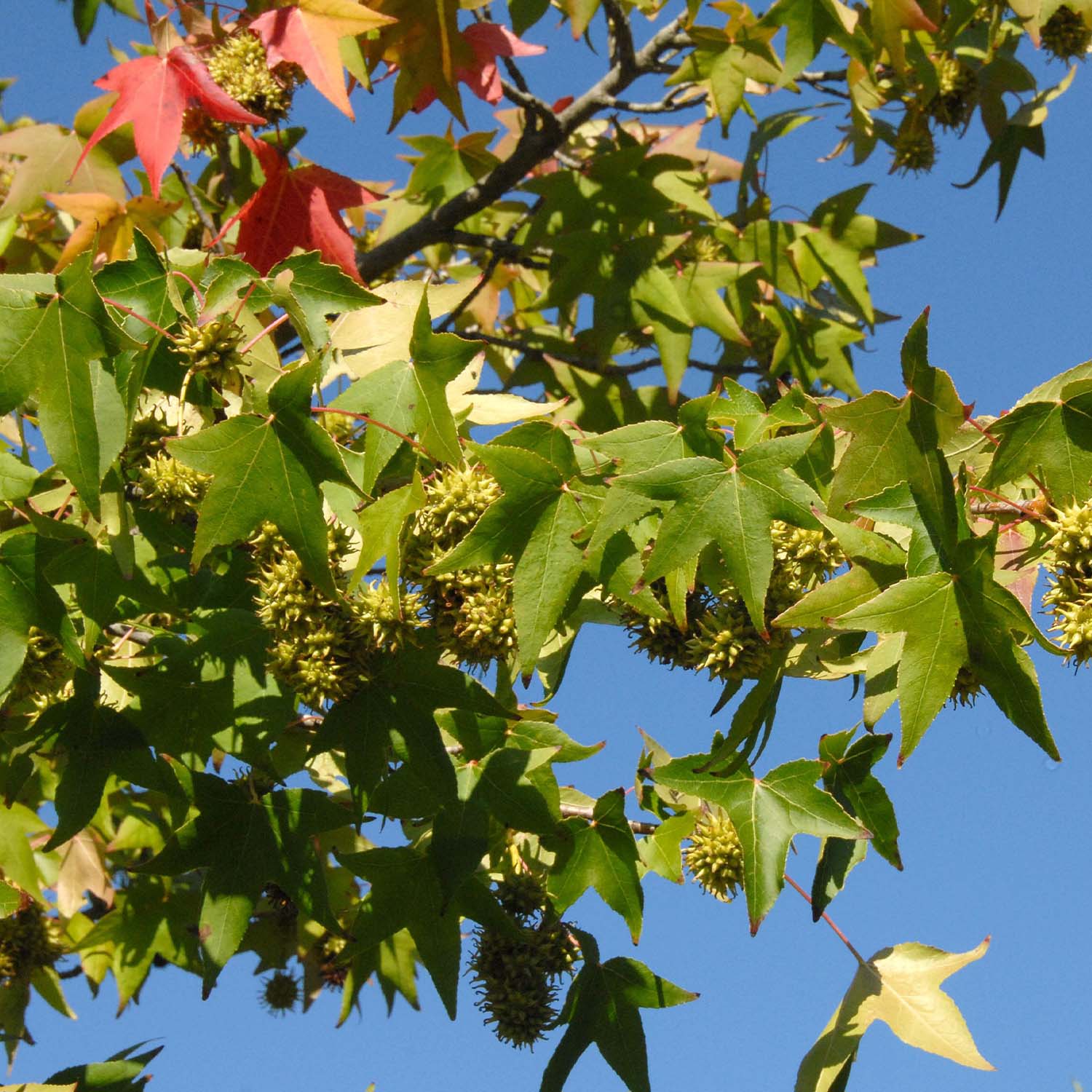 Amberbäume