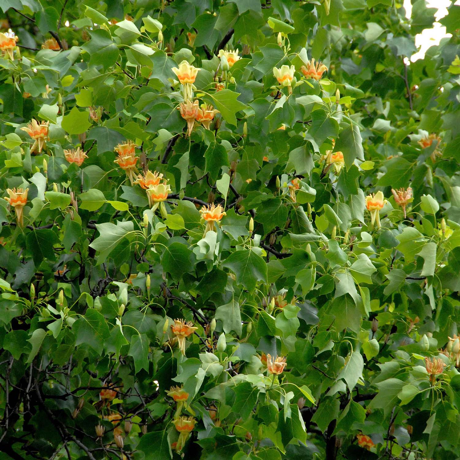 Magnolien