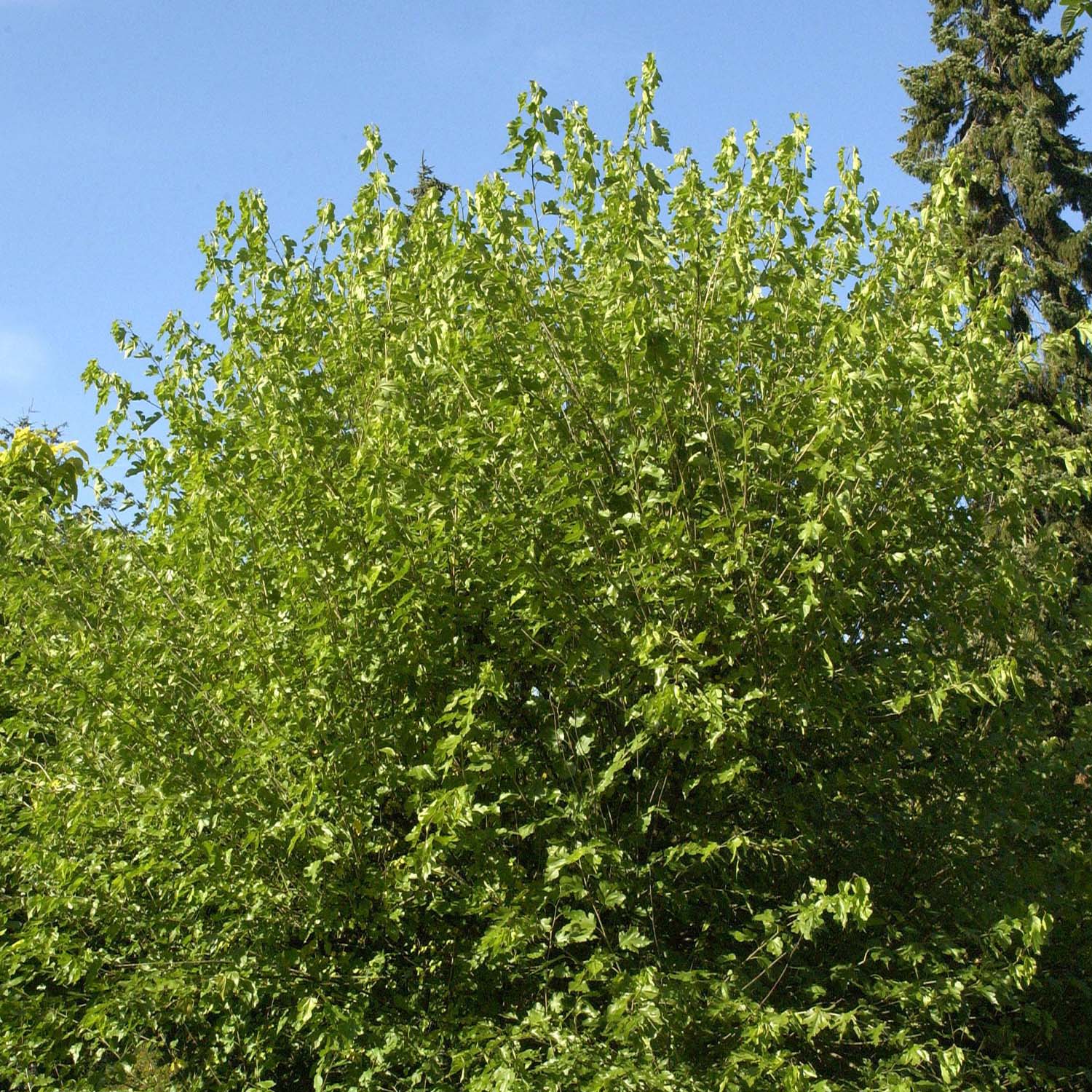 Maulbeerbäume
