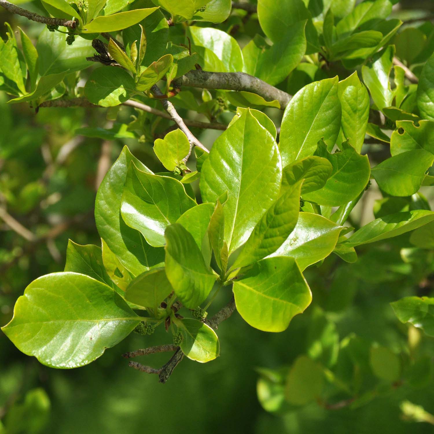 Tupelobäume