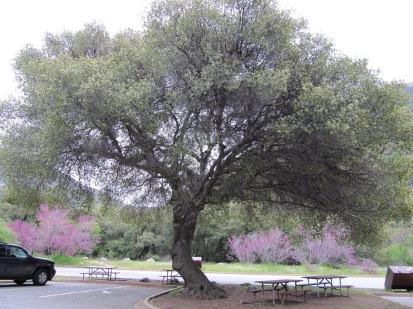 Canyon-Eiche (Quercus chrysolepis)