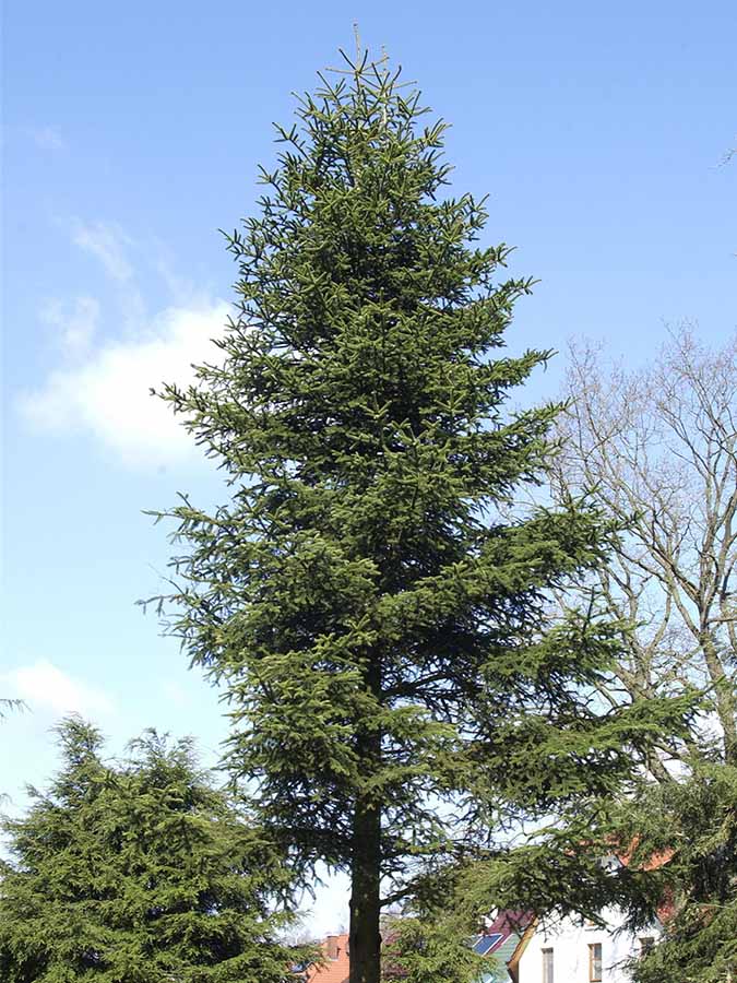 Kilikische Tanne (Abies cilicica)