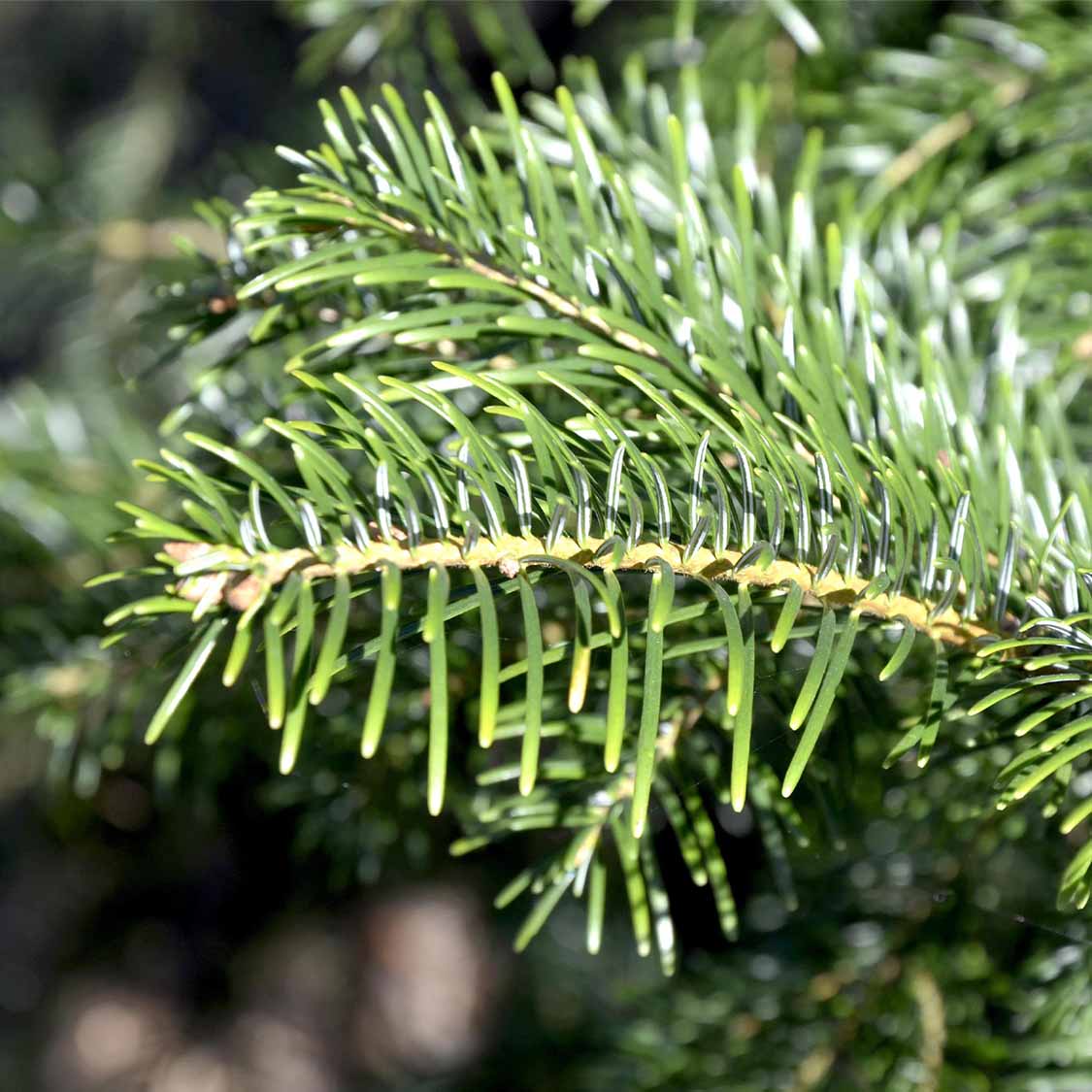 Kilikische Tanne (Abies cilicica)