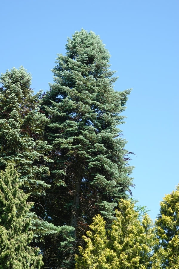 Grau-Tanne, Kolorado-Tanne (Abies concolor)