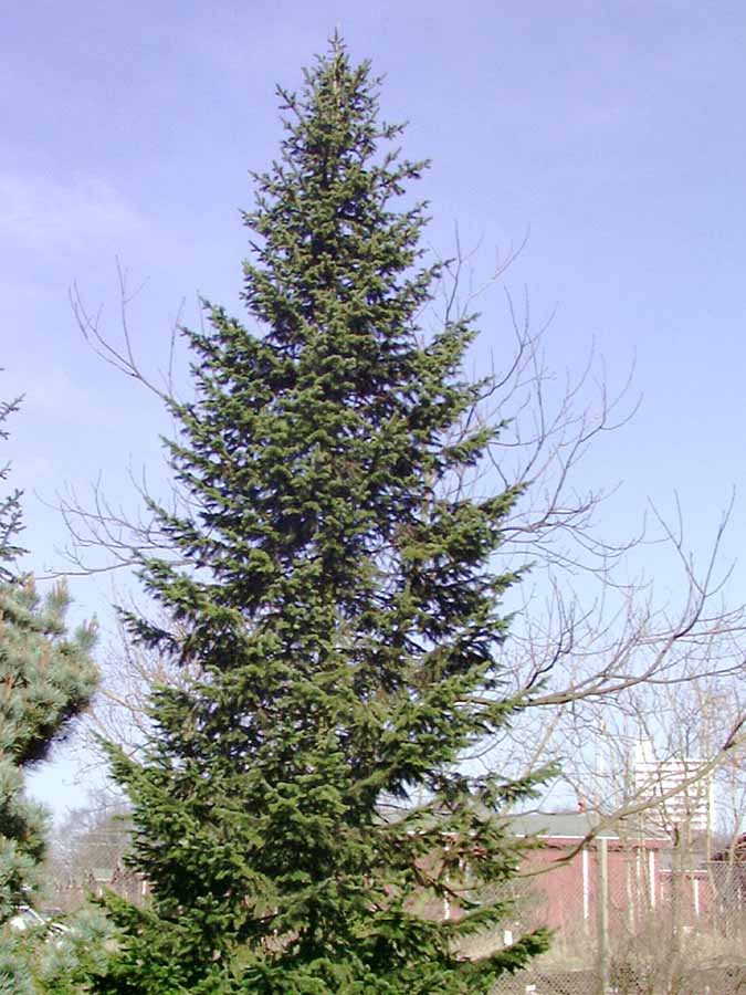 Sibirische Tanne (Abies sibirica)