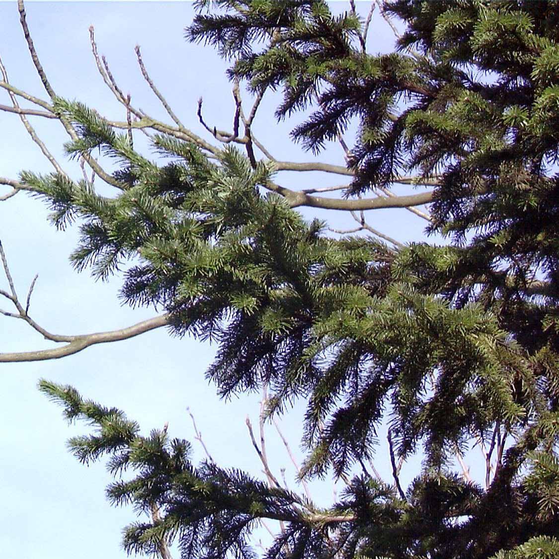 Sibirische Tanne (Abies sibirica)