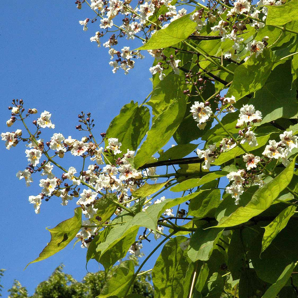 Prächtiger Trompetenbaum (Catalpa speciosa)