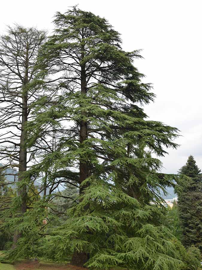 zeder düngen Himalaya-Zeder (Cedrus deodara)