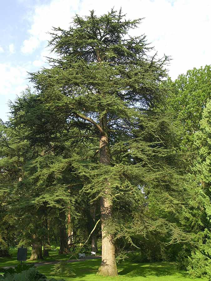 Libanon-Zeder (Cedrus libani)