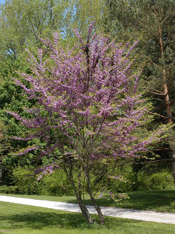 Judasbaum (Cercis siliquastrum)