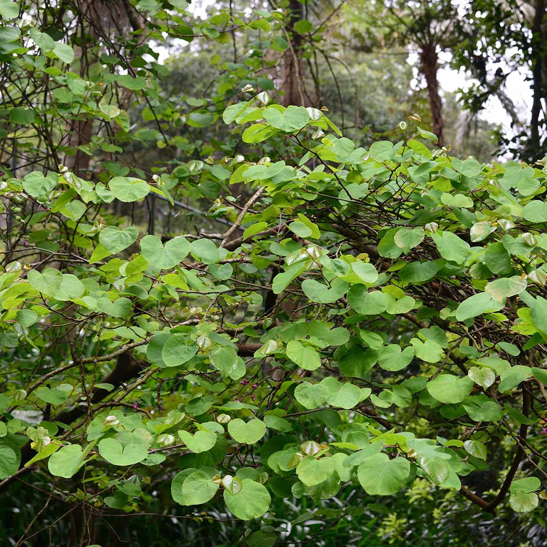 Judasbaum (Cercis siliquastrum)
