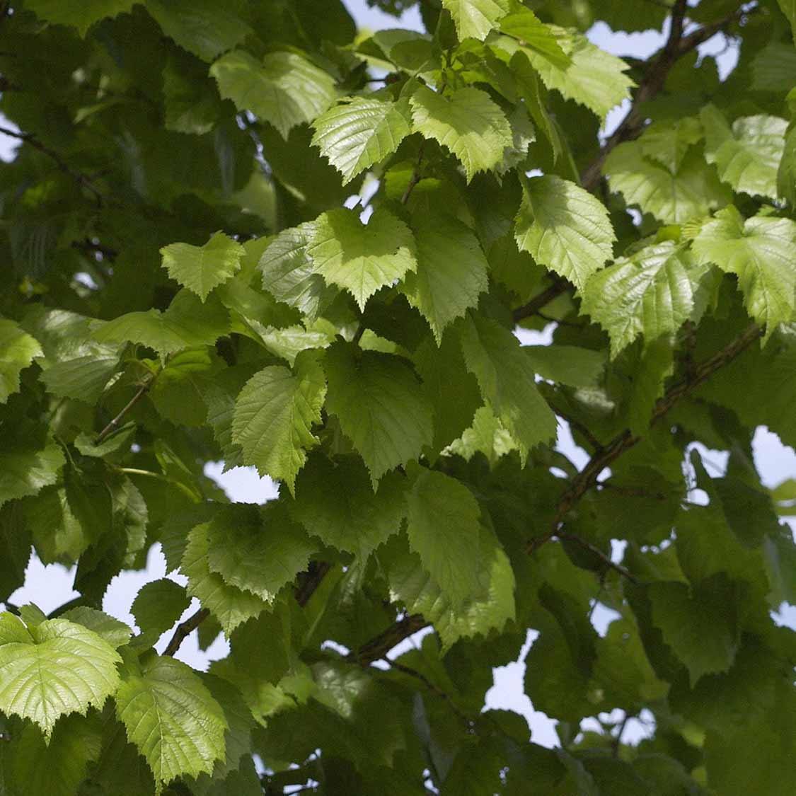 Baumhasel (Corylus colurna)