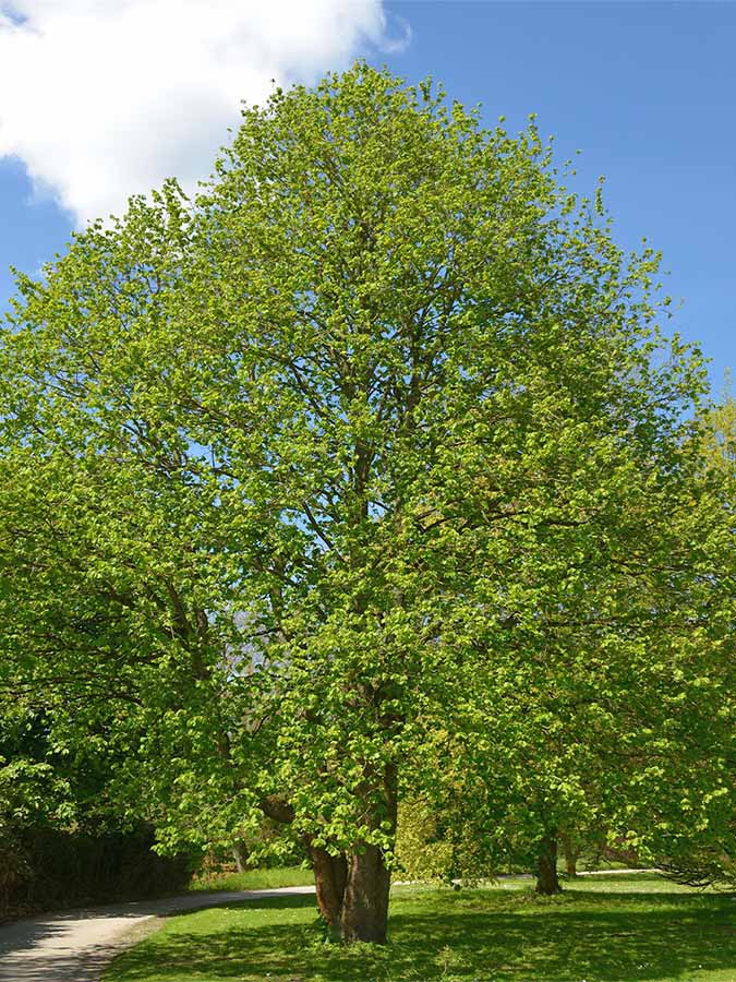 Baumhasel (Corylus colurna)