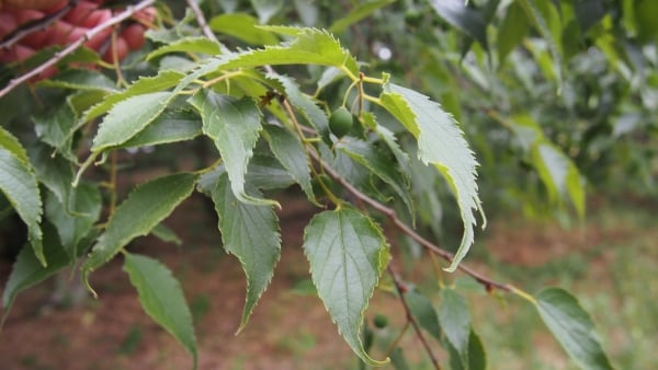 Europäischer Zürgelbaum (Celtis australis)