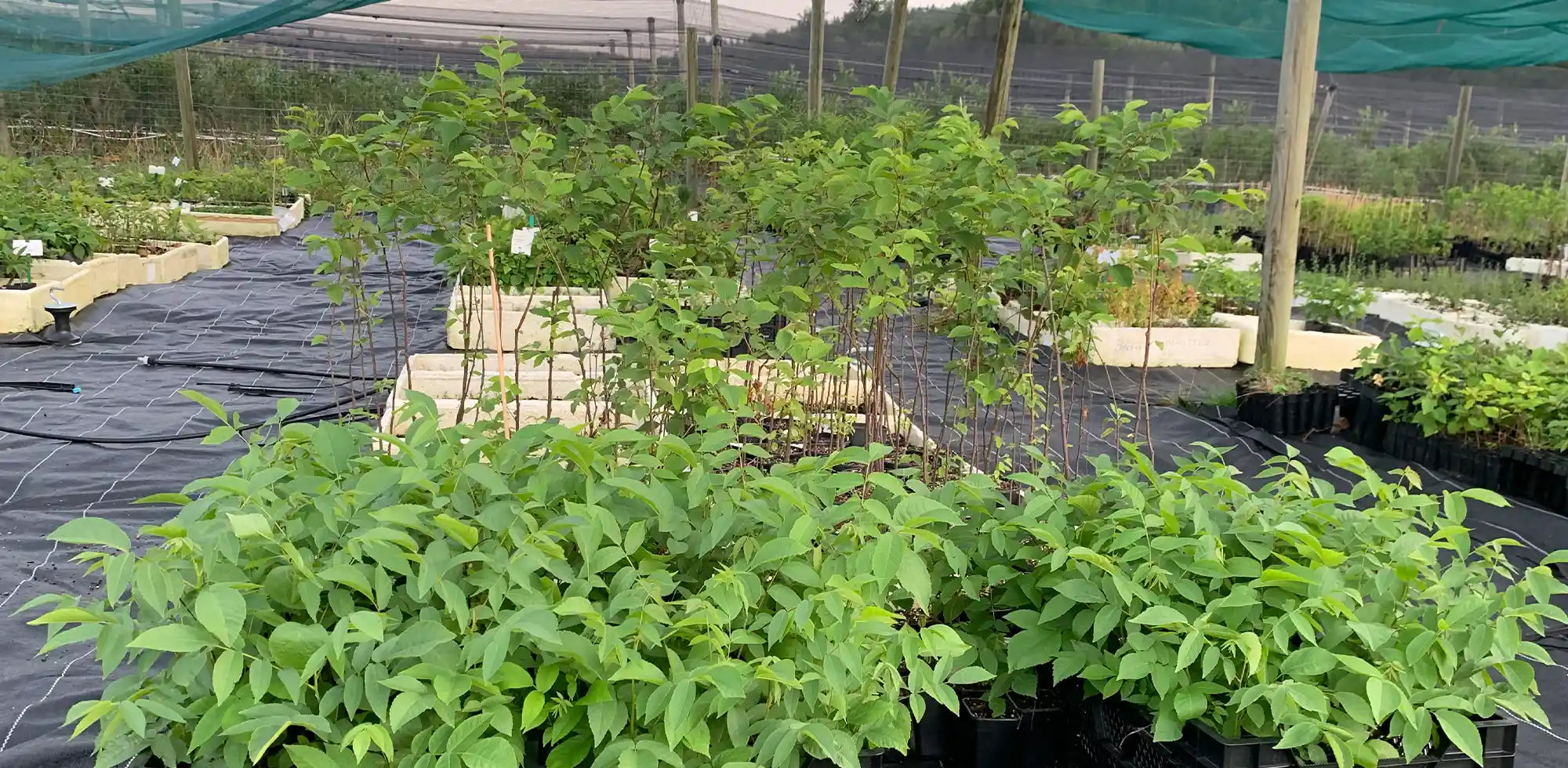 Veschiedene Pflanzenarten in der Baumschule sichtbar