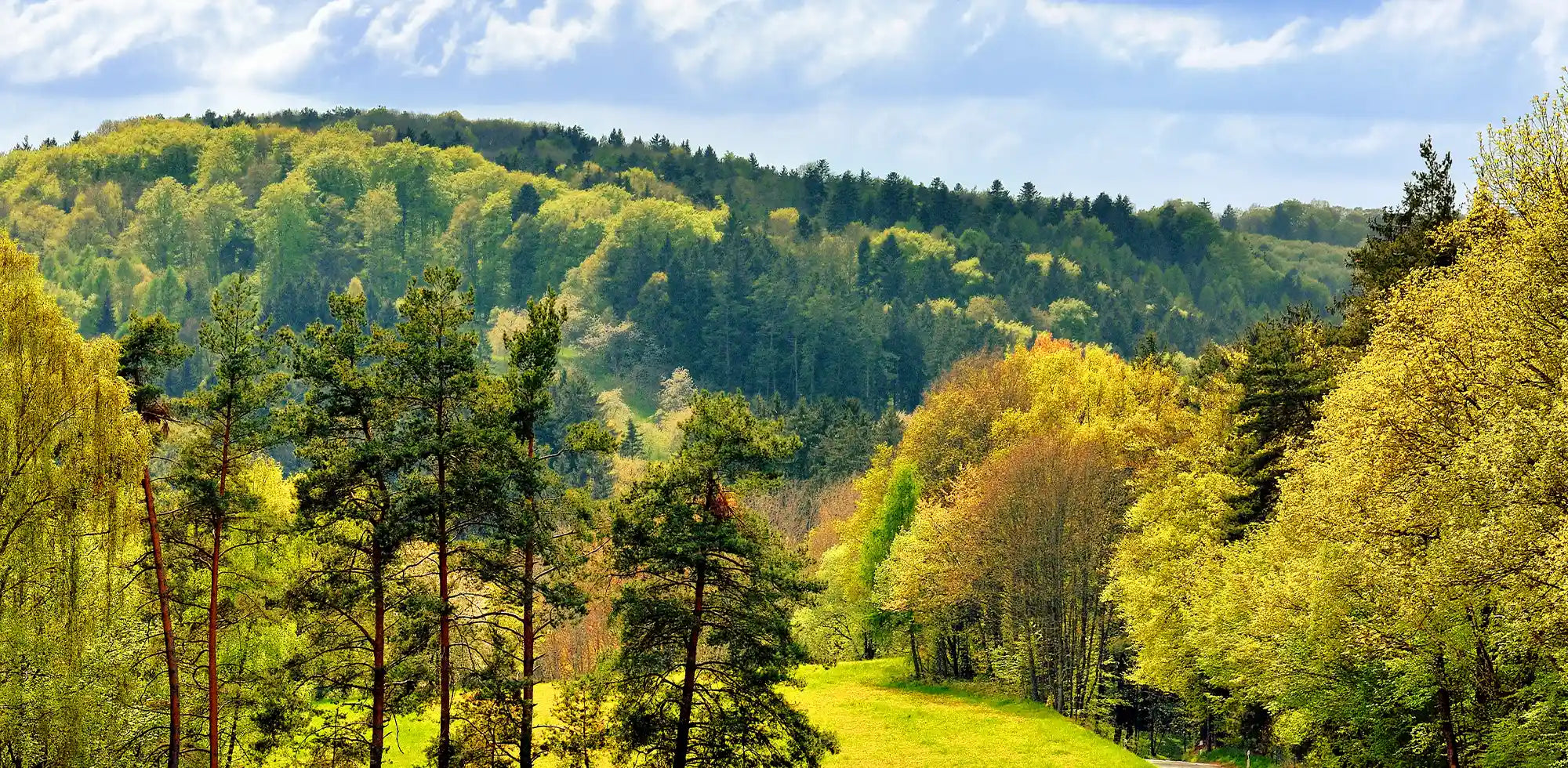 Bild von einem Mischwald leicht Hügelig mit blauem Himmel am HorizontX