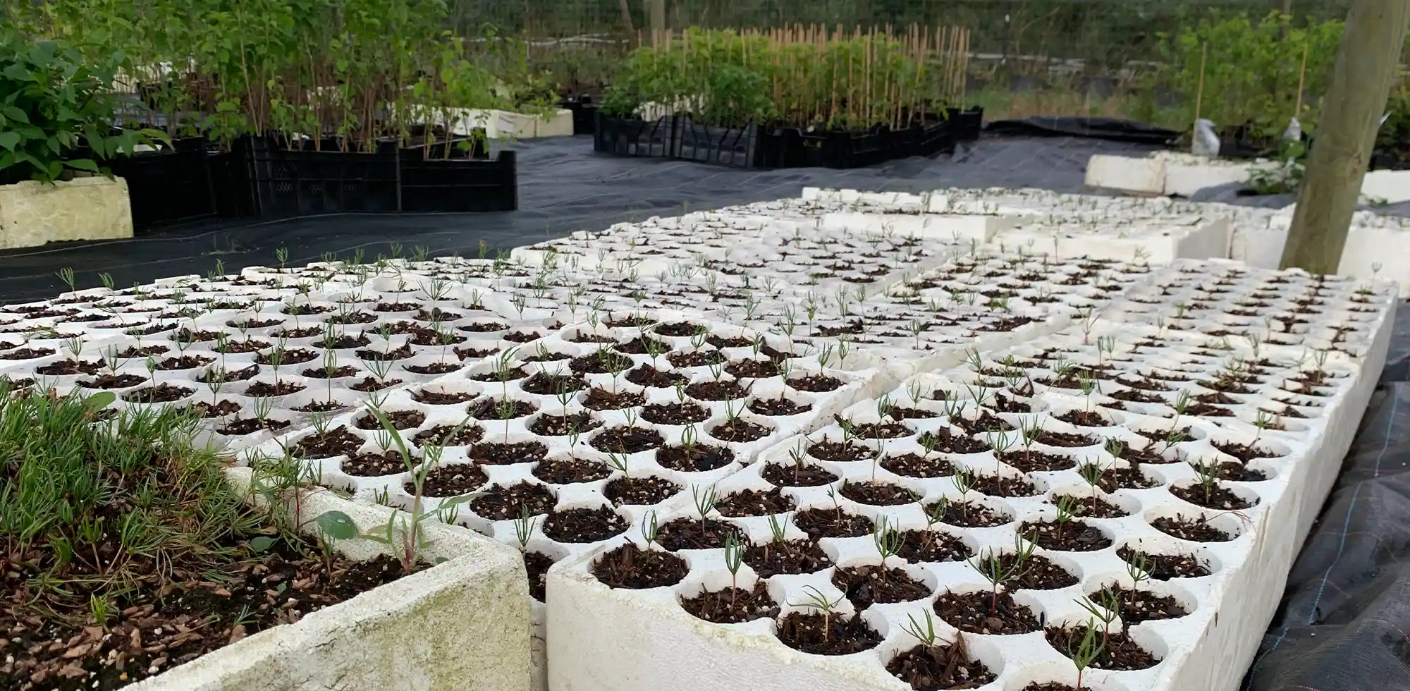 Setzlinge der Baumschule in verschiedenen Größen sichtbar