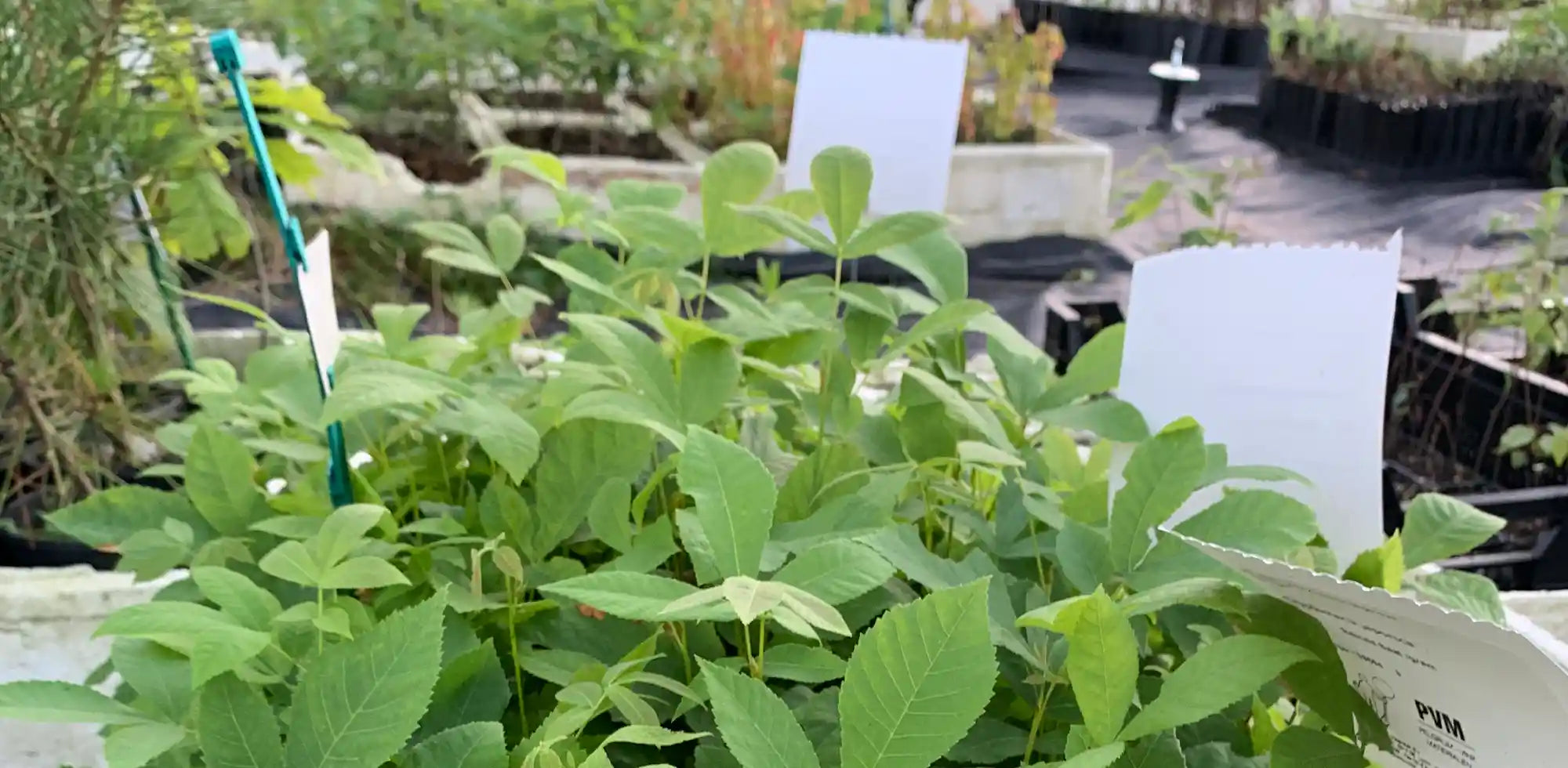 Pflanze in der Baumschule