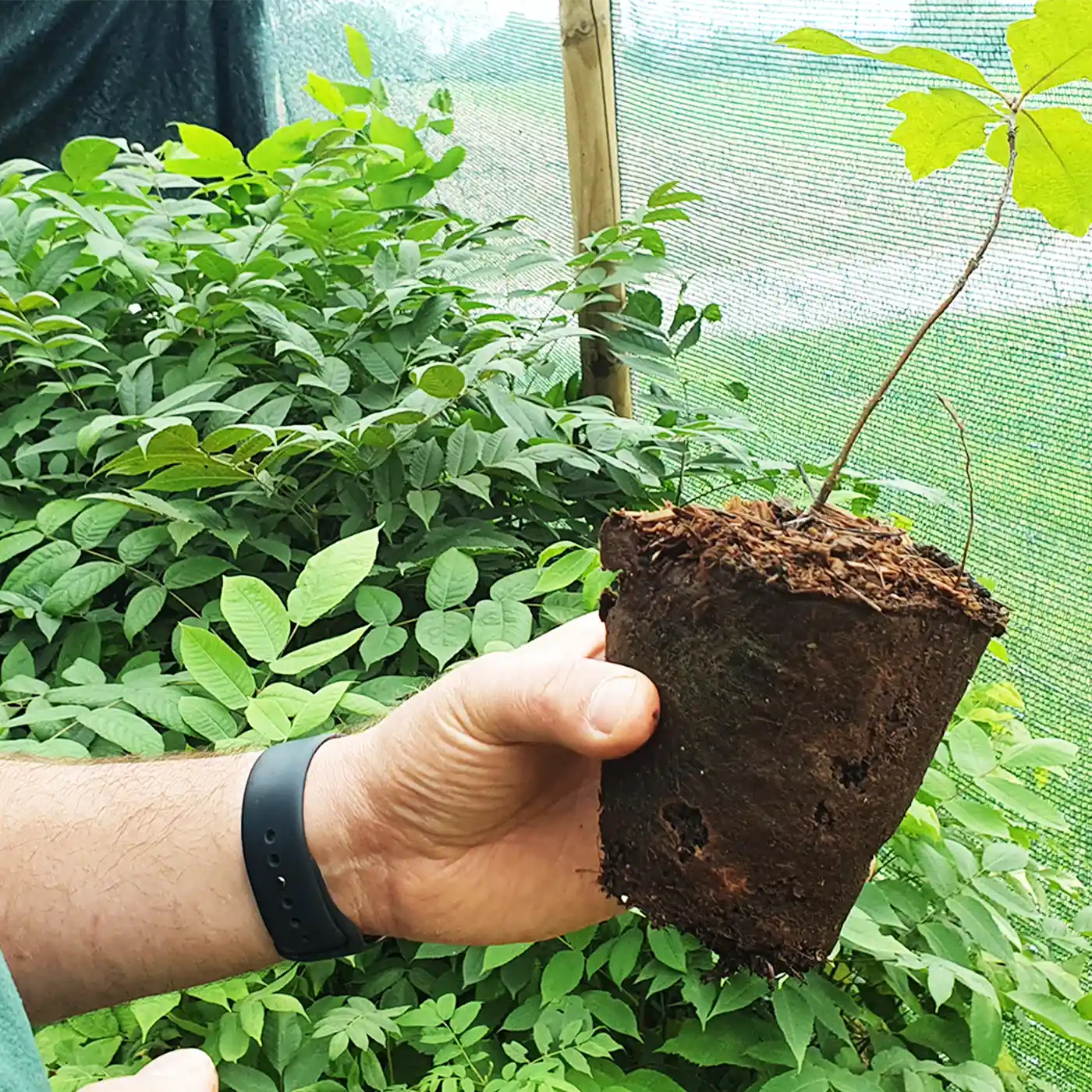 Inhaber hält frisch gezuechtetes Klimawandelgehoelz in der Hand