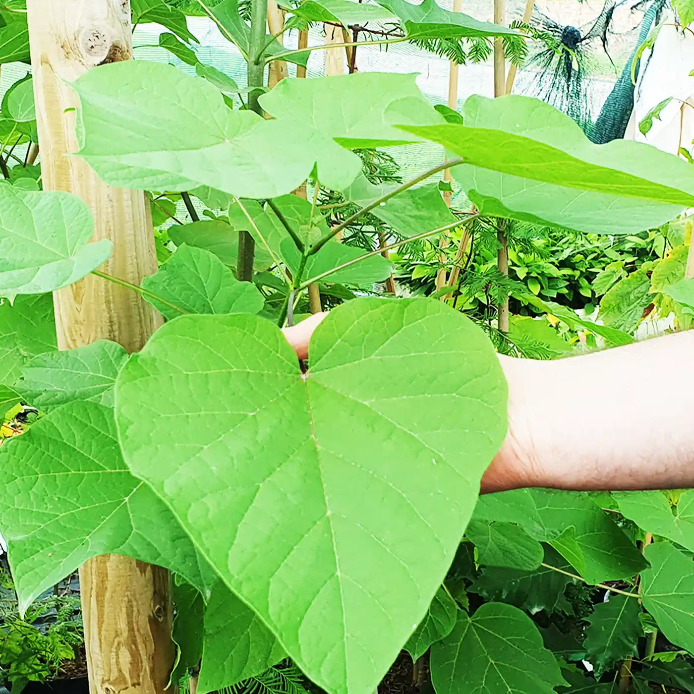 Inhaber zeigt gesunder Blätter eines Klimawandelgehoelzes
