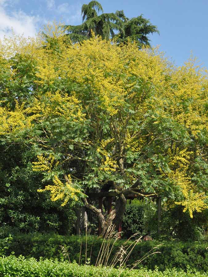 Blasenesche Koelreuteria Paniculata blasenesche-koelreuteria-paniculata