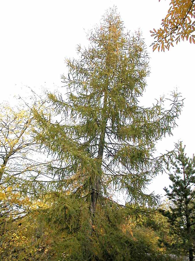 lärche topfpflanze Sibirische Lärche (Larix sibirica)