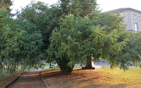 Nusseibe (Cephalotaxus harringtonia)