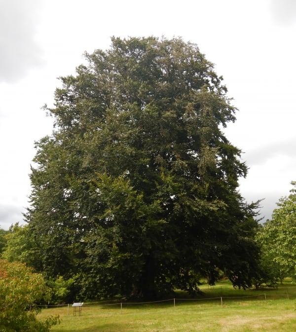 Orient-Buche (Fagus orientalis)