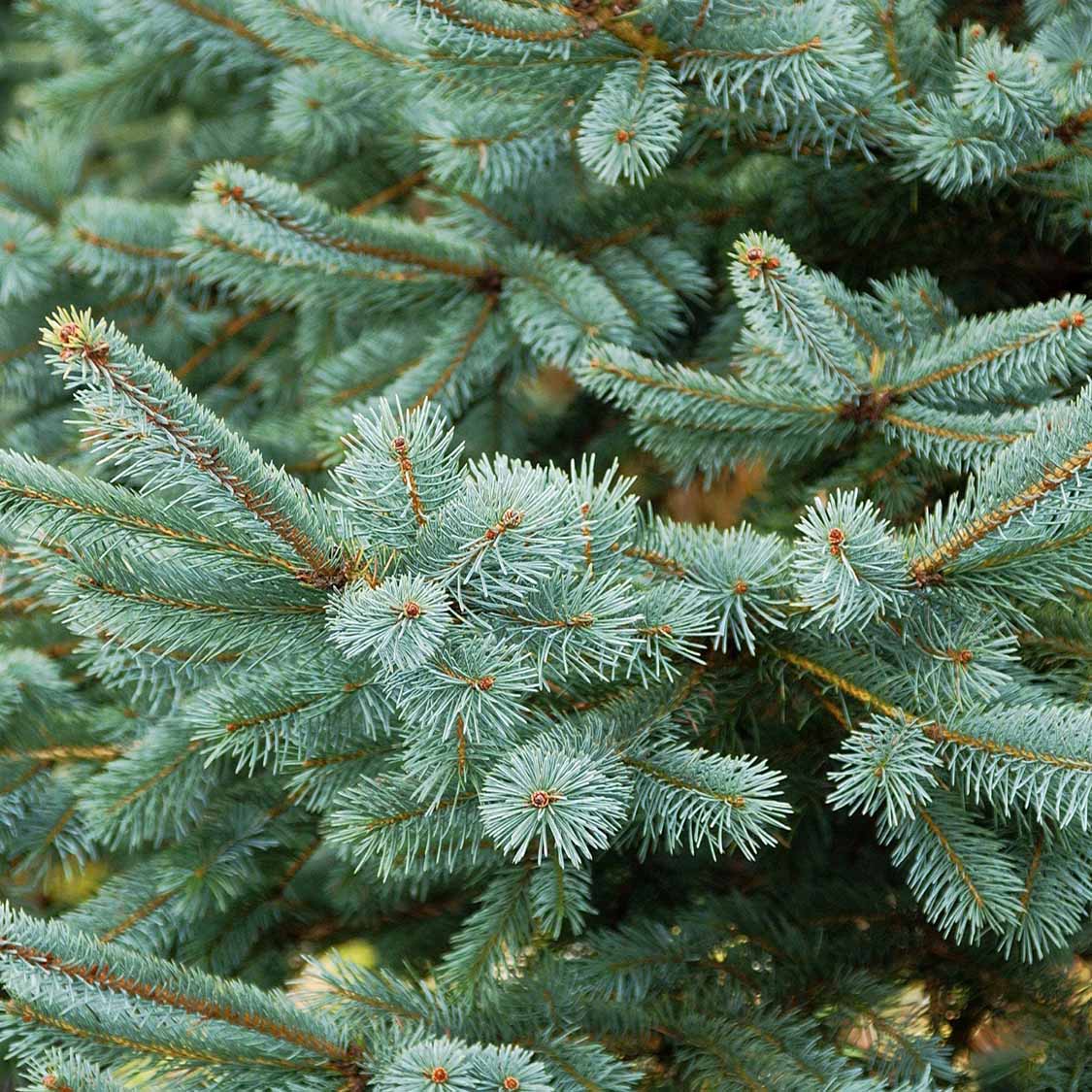 Engelmann-Fichte (Picea engelmannii)