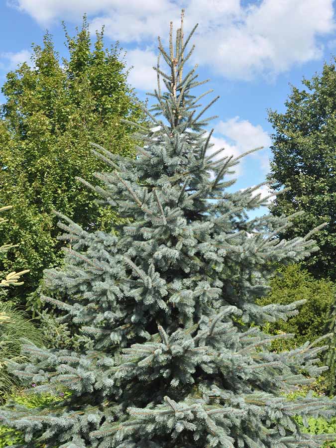 Engelmann-Fichte (Picea engelmannii)