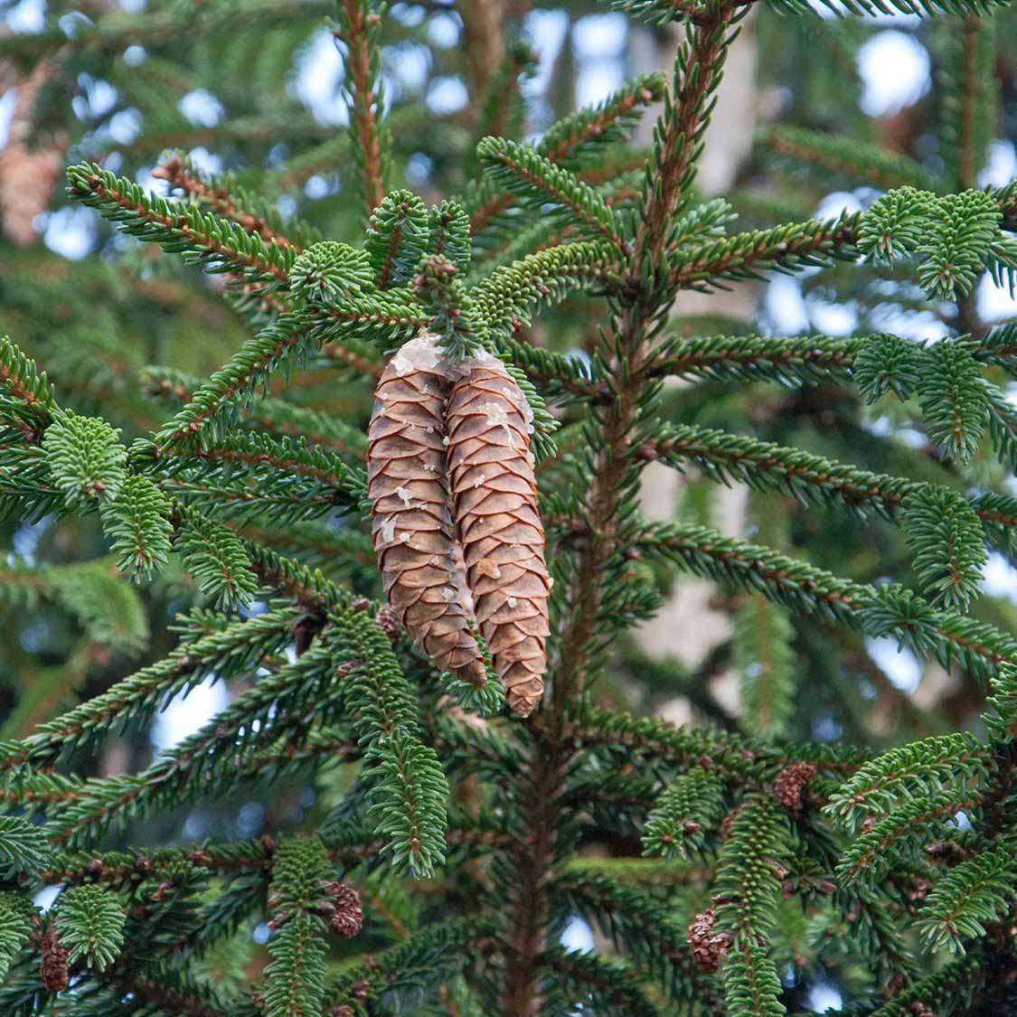 Orient-Fichte (Picea orientalis)