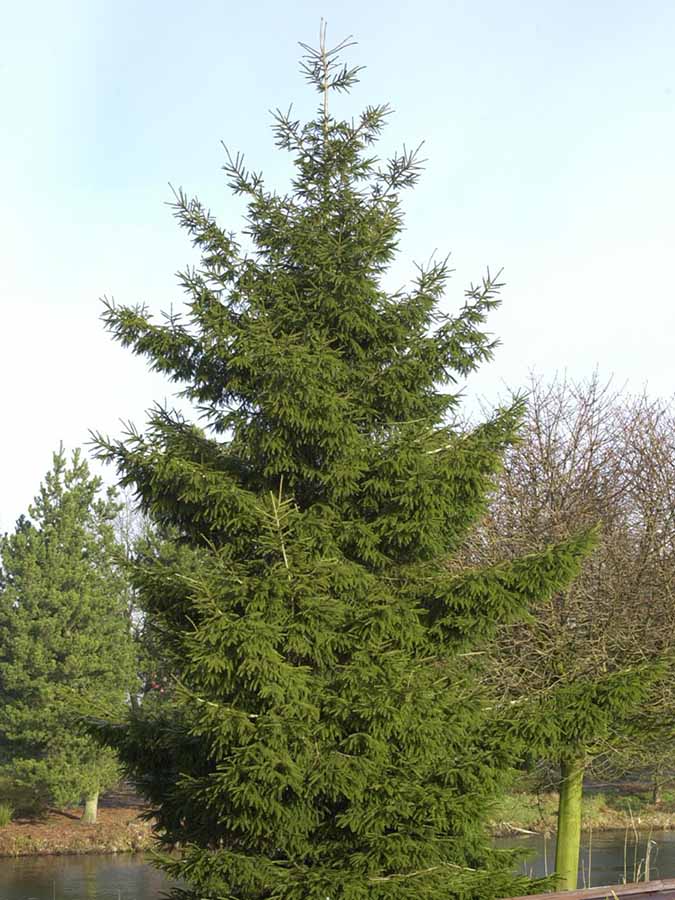 Orient-Fichte (Picea orientalis)