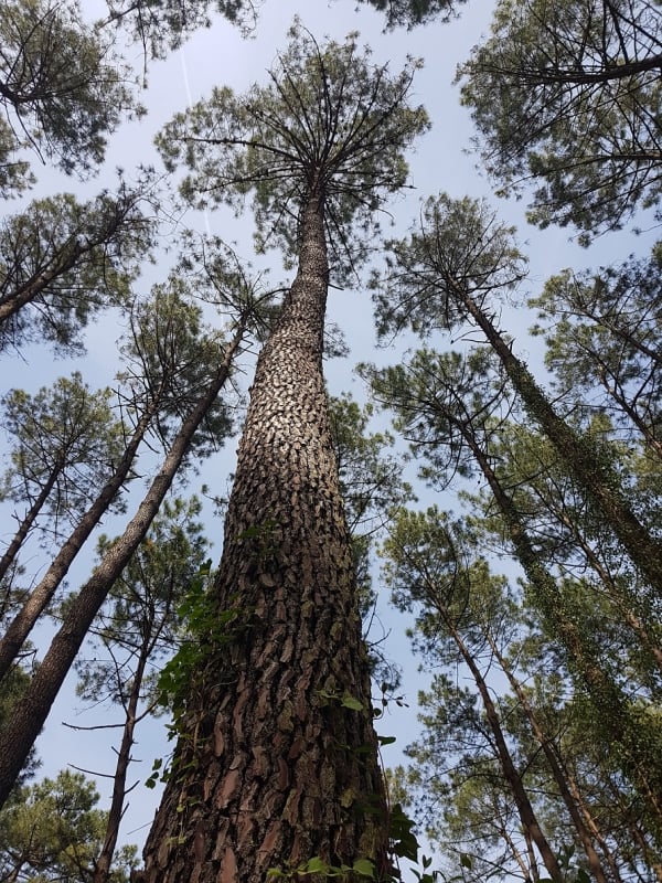 See-Kiefer (Pinus pinaster)