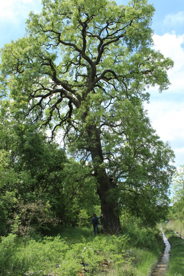 Portugiesische Eiche (Quercus lusitanica)