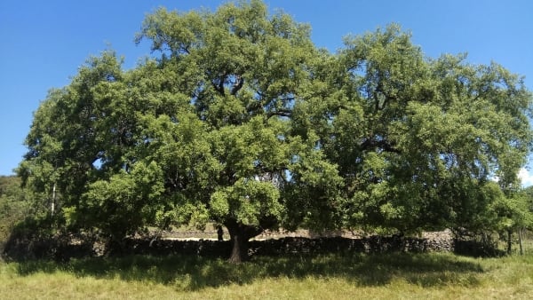 Portugiesische Eiche (Quercus lusitanica)