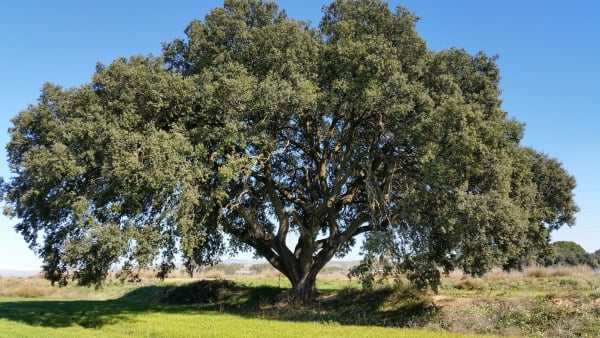 Stein-Eiche (Quercus ilex)
