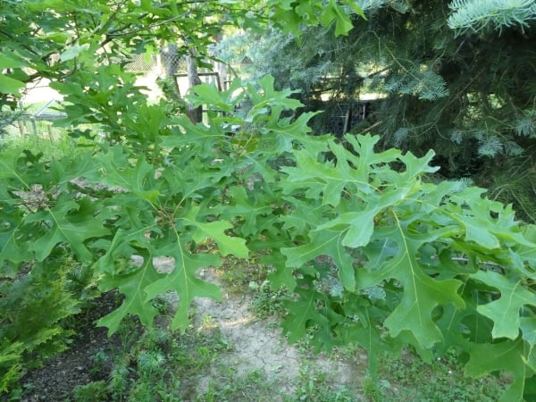 Texanische Eiche (Quercus texana)