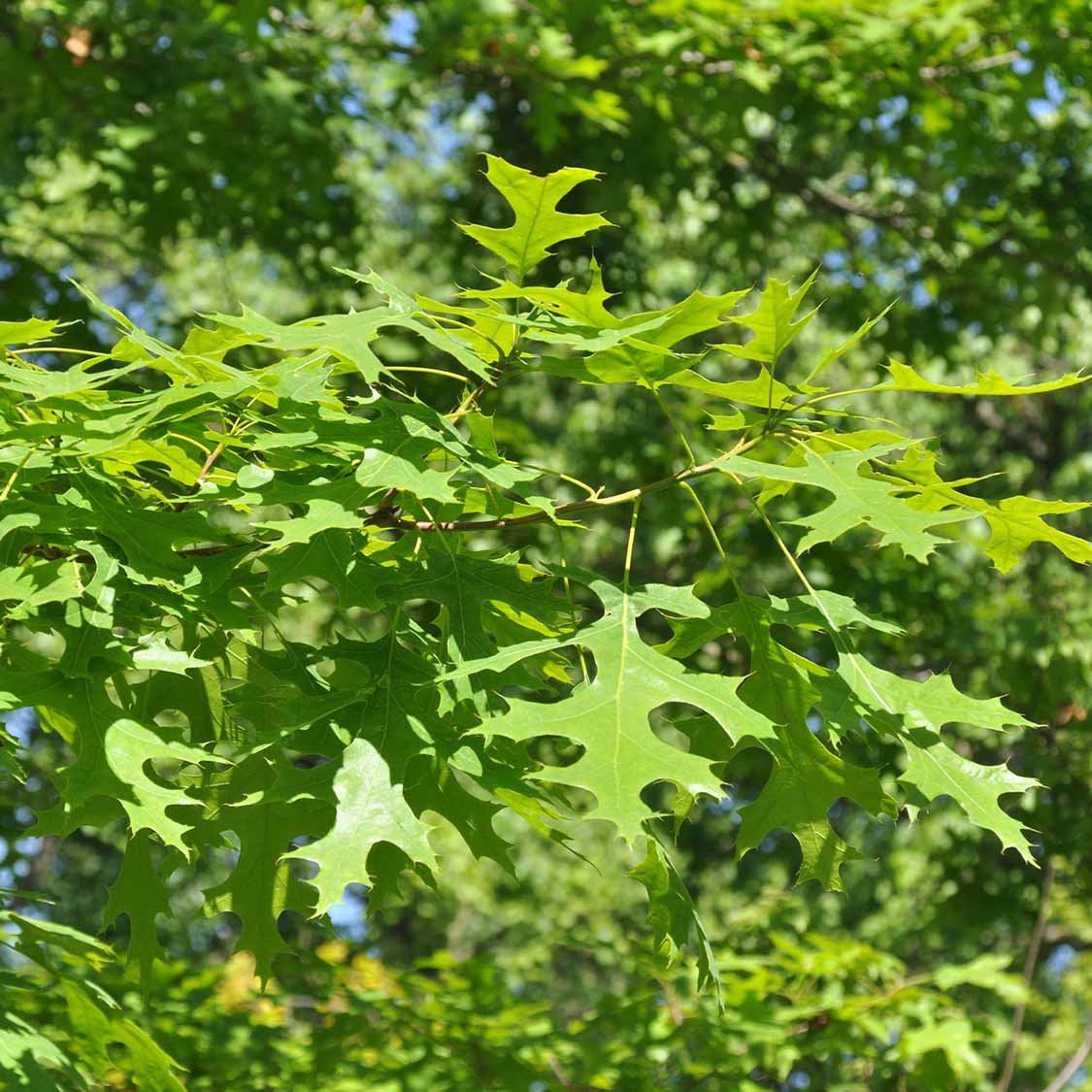 Scharlach-Eiche (Quercus coccinea)
