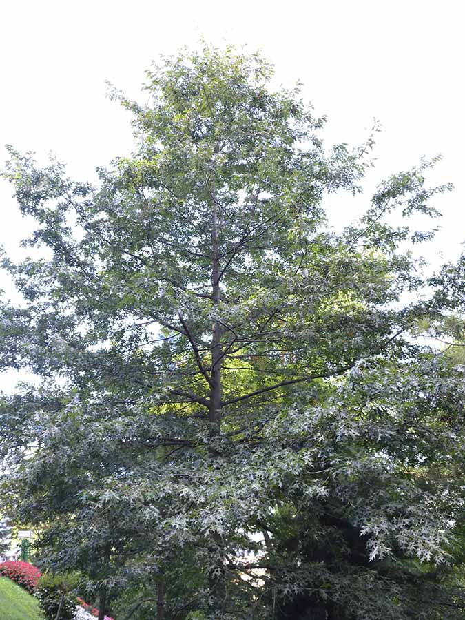 Scharlach-Eiche (Quercus coccinea)