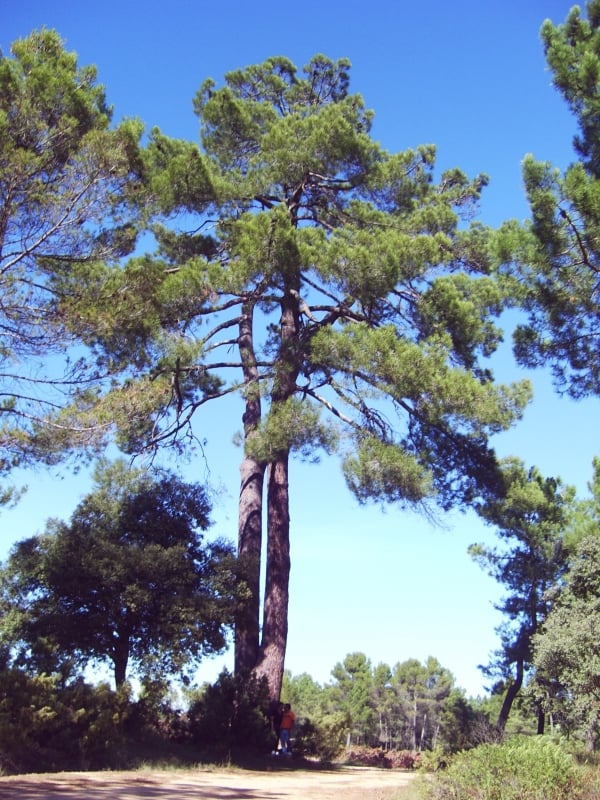 See-Kiefer (Pinus pinaster)