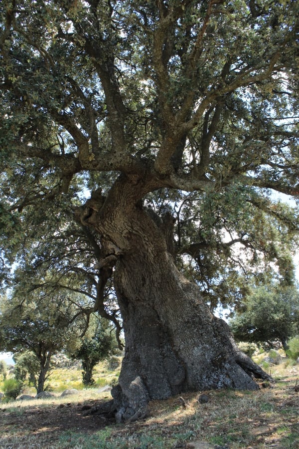 Stein-Eiche (Quercus ilex)