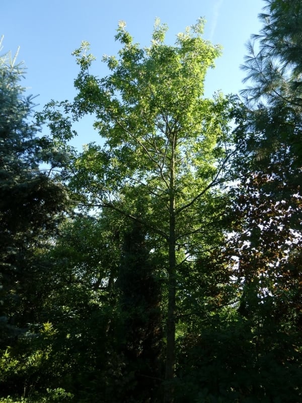 Texanische Eiche (Quercus texana)