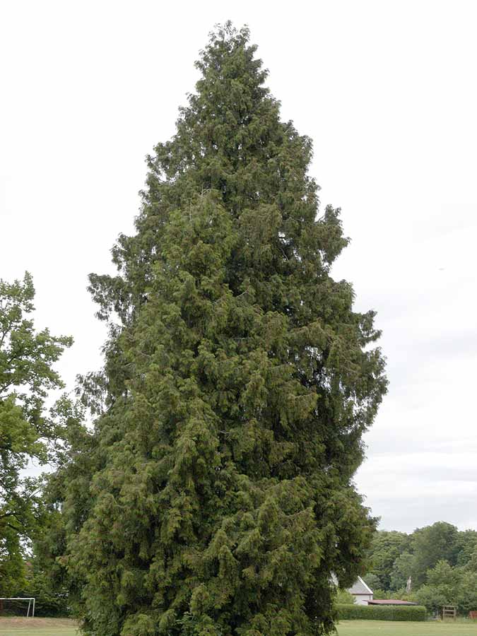 Riesen-Lebensbaum (Thuja plicata)