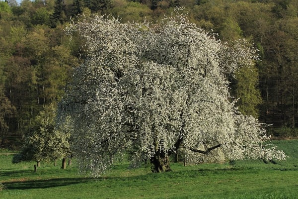 Wildkirsche (Prunus avium)