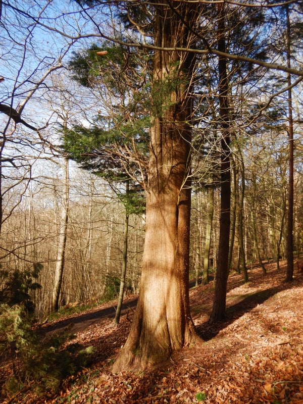 Leyland-Zypresse (Cupressocyparis leylandii)