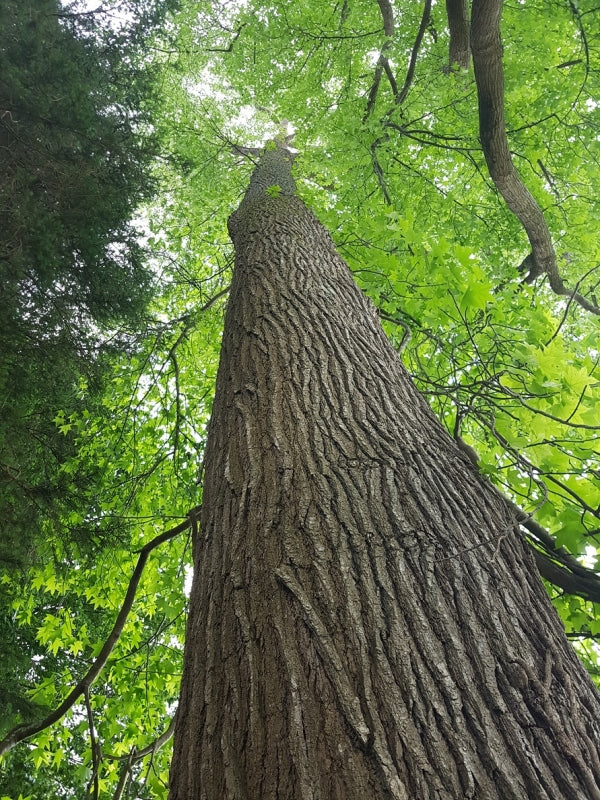 Amberbaum (Liquidambar styraciflua)
