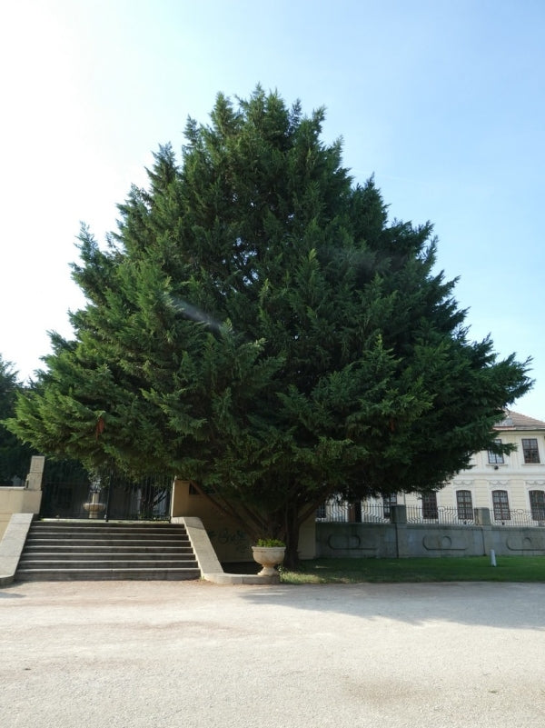 Leyland-Zypresse (Cupressocyparis leylandii)