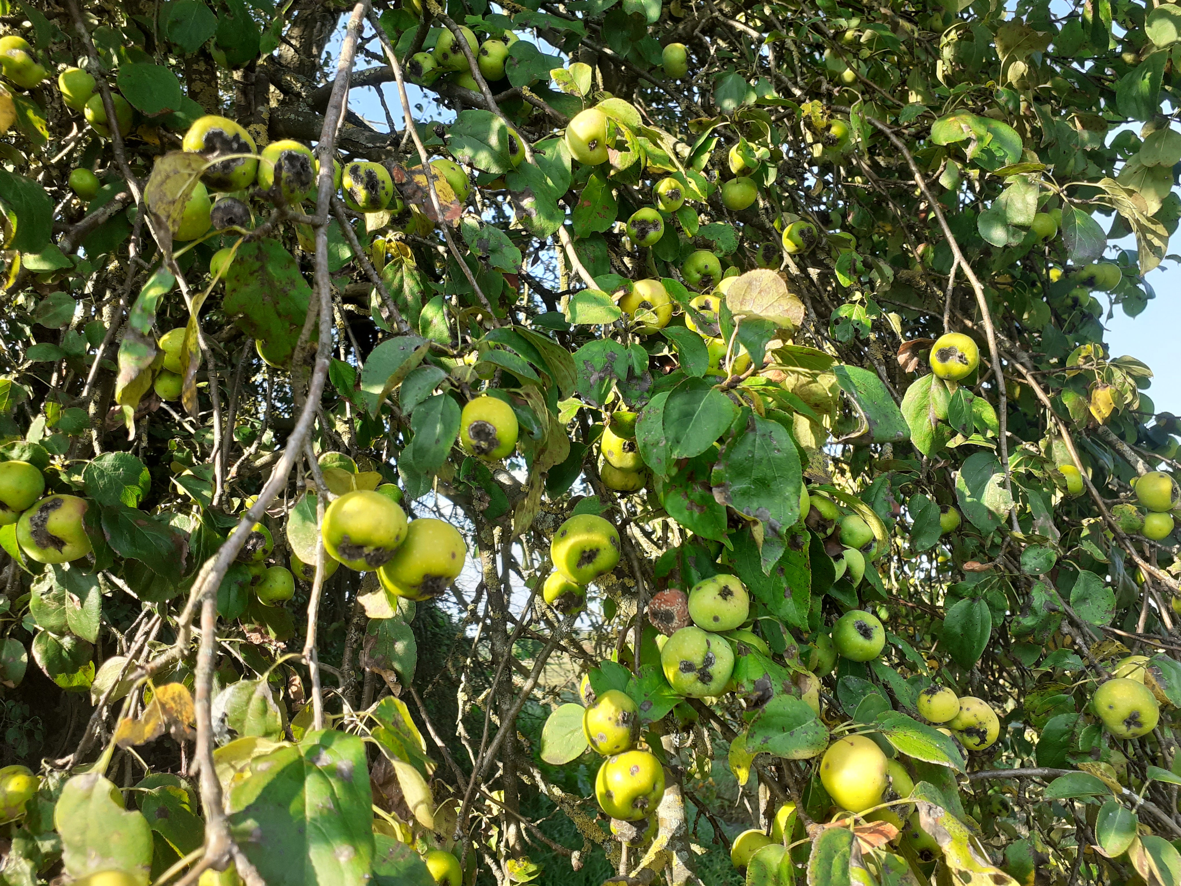 Holzapfel (Malus sylvestris)