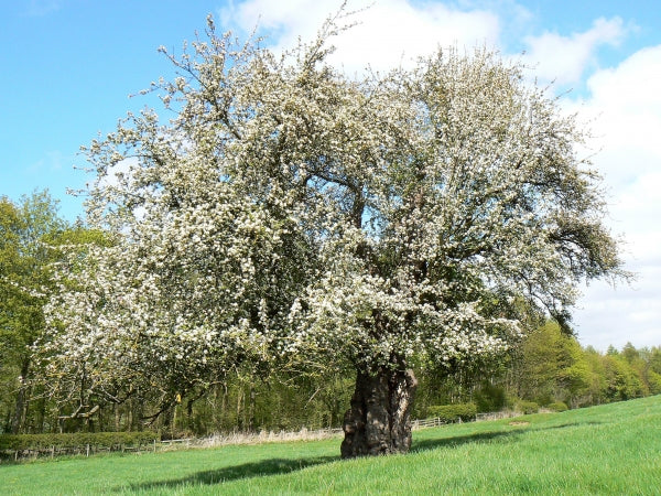 Holzapfel (Malus sylvestris)
