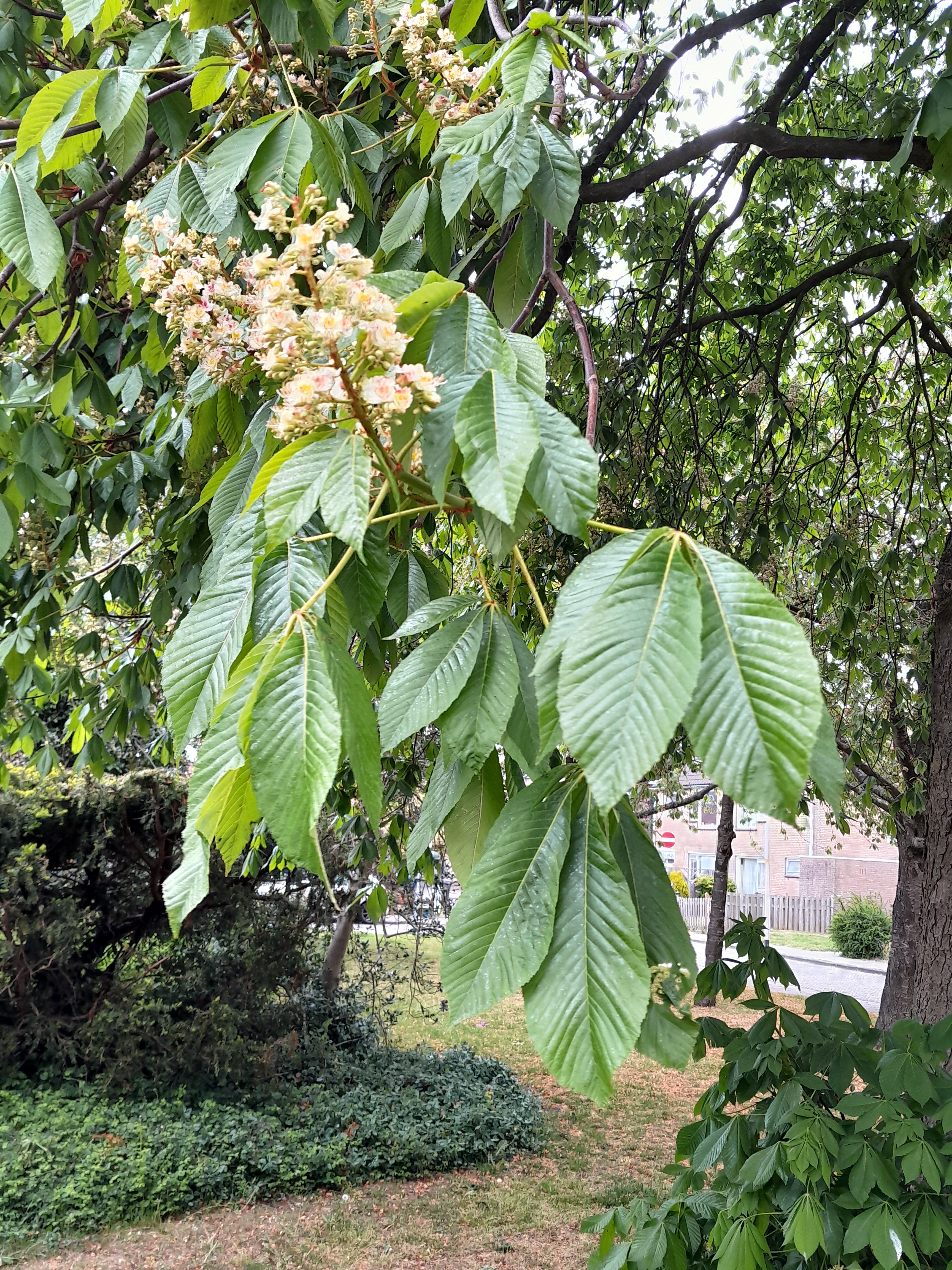 Gelbblühende Rosskastanie (Aesculus octandra)